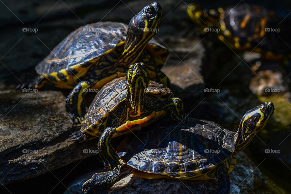 A bunch of turtles laying in the sun