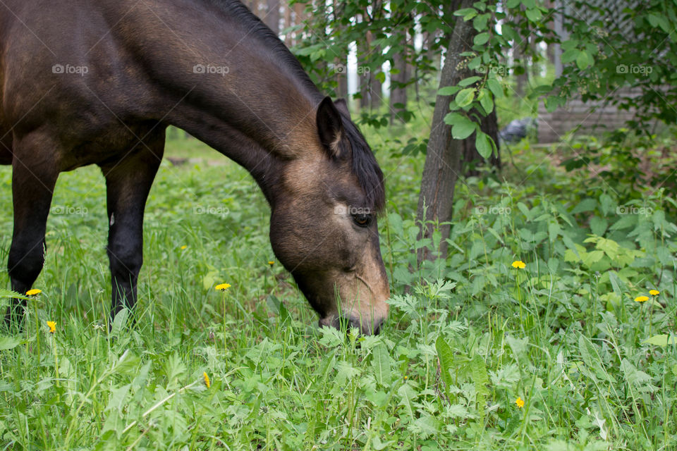 horse. at our park