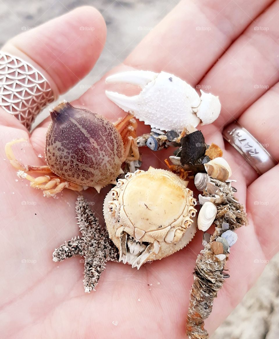 tiny treasures from the ocean