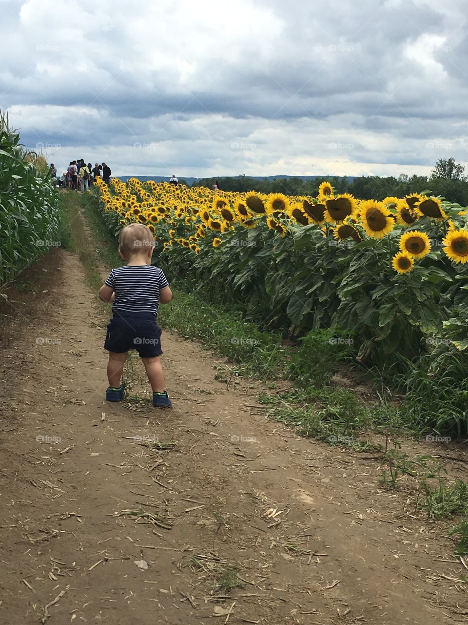 Child in a sunflower field 