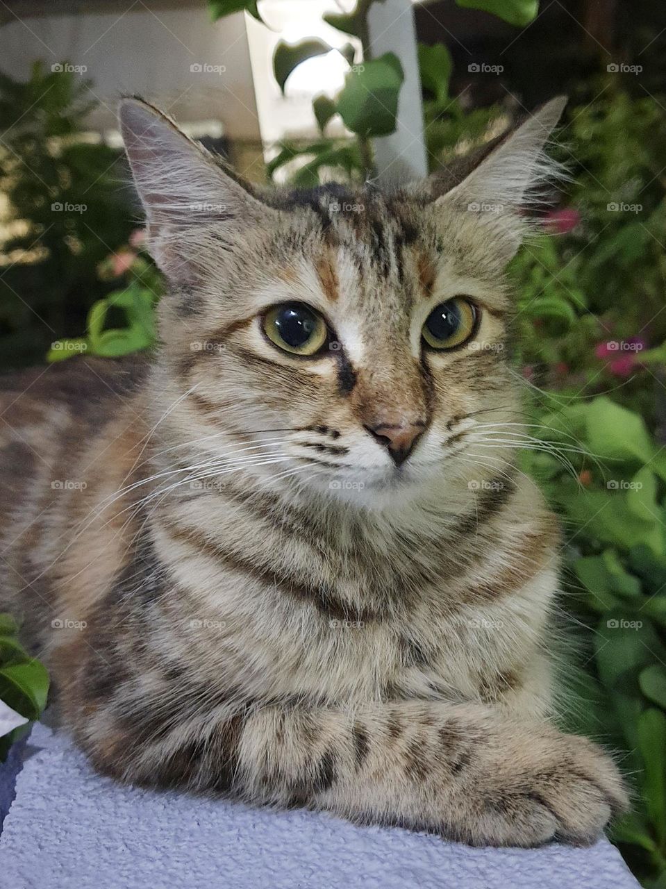 a cat potrait laying on the wall