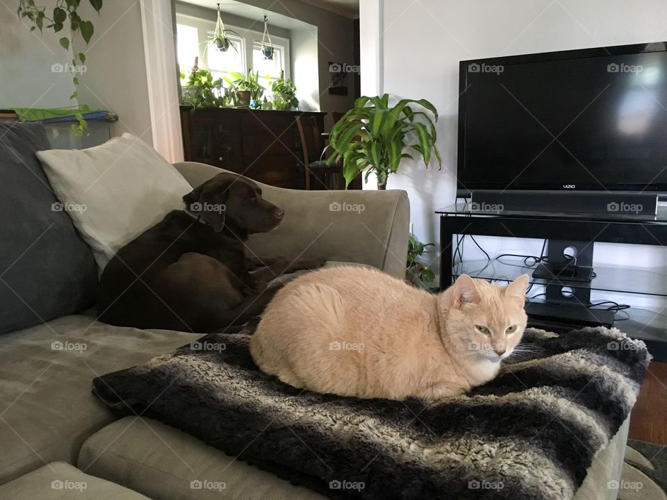 Large orange cat and cute chocolate lab dog sitting together on the couch in the morning, with lush indoor plants in the background on a Saturday morning
