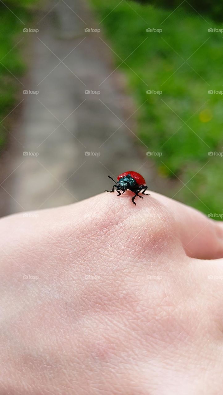 urban nature, ladybug, insects, beetle, red, beetle on hand, female hand, spring, may, sunny day, skin