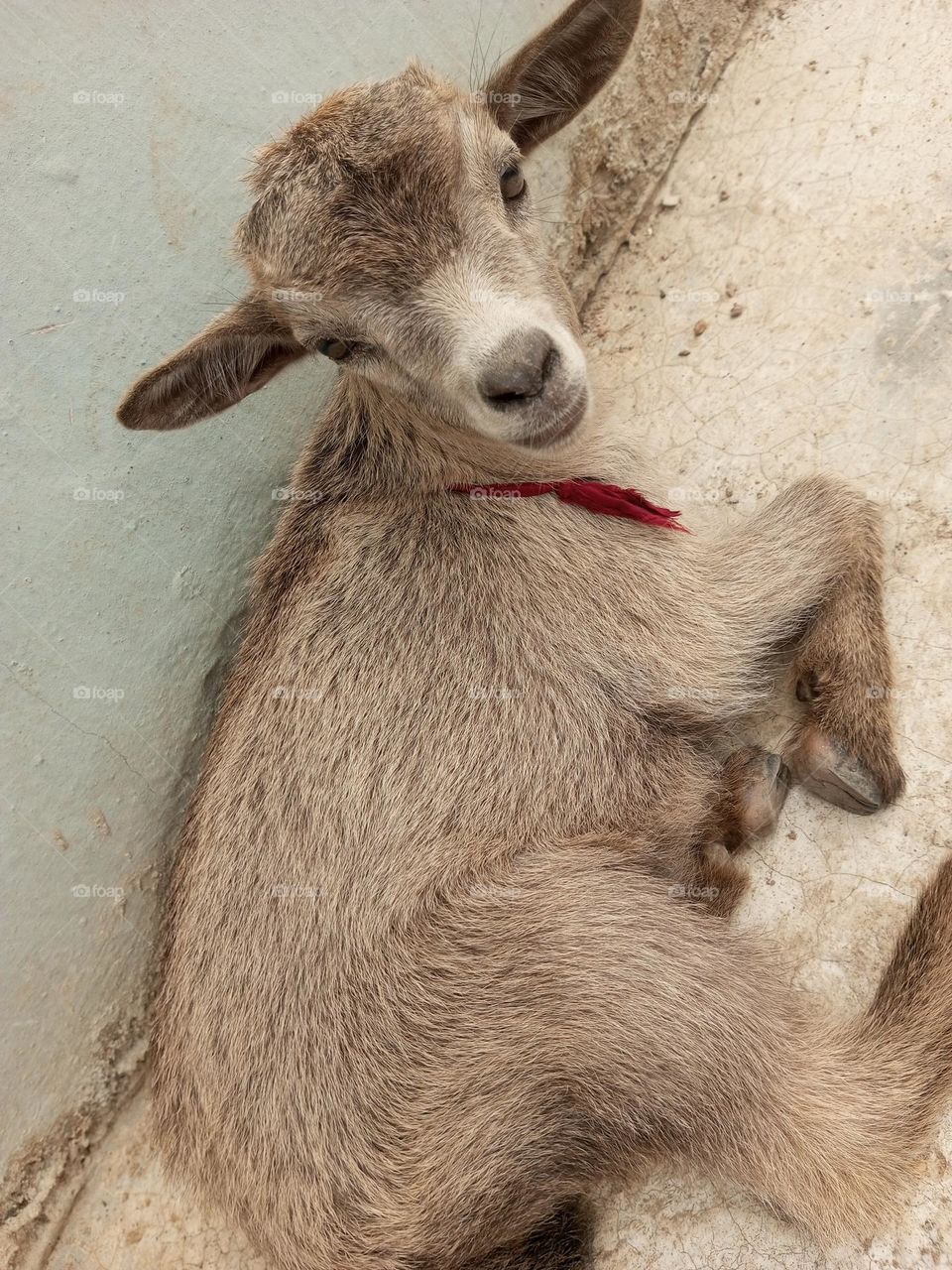 Here is a little pet 
A little goat without mother