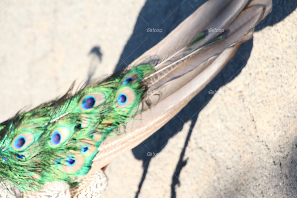 peacock