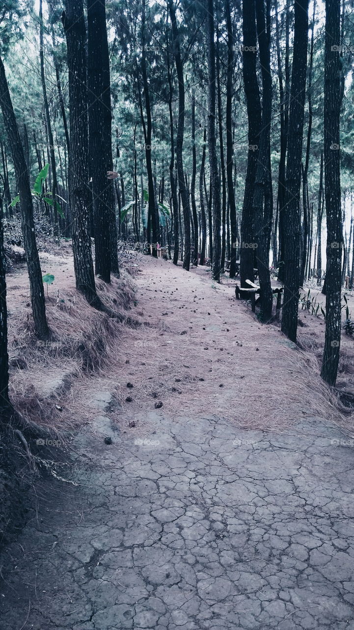 A path in the pine forest