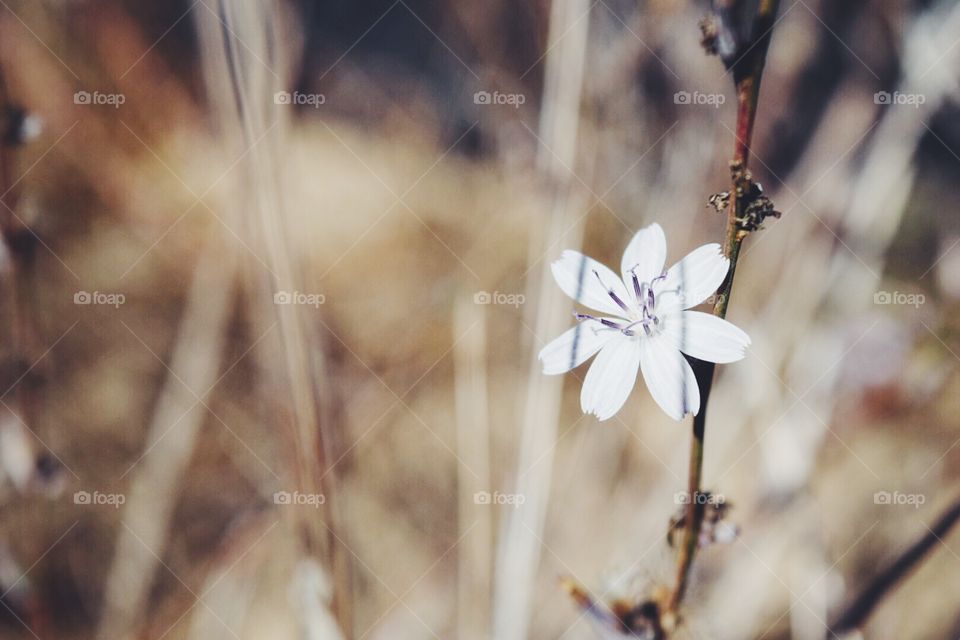 White flower