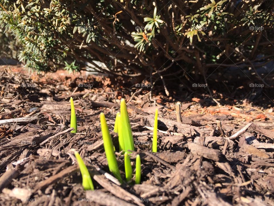 Crocus shoots are always the very first sign of Spring! 🌱