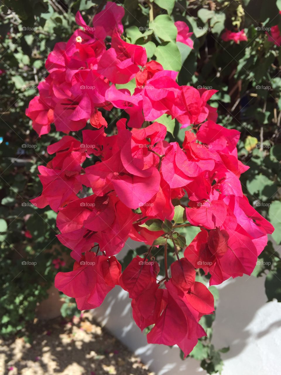 Bougainvillea  at Kap Verde 