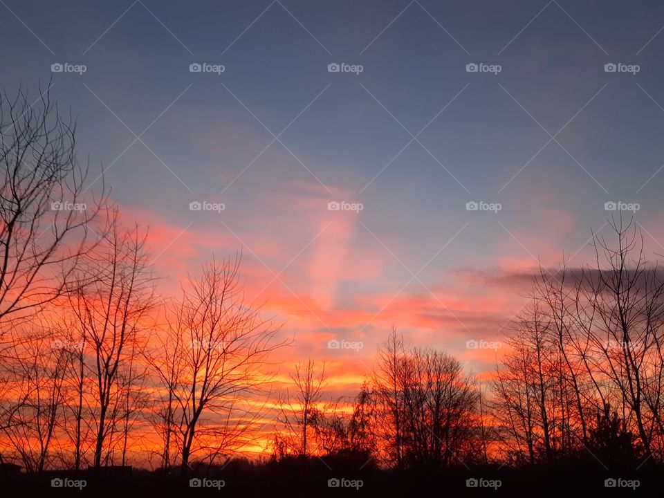 winter sunrise with orange clouds deep yellow sun and blue sky behind black bare trees silhouettes