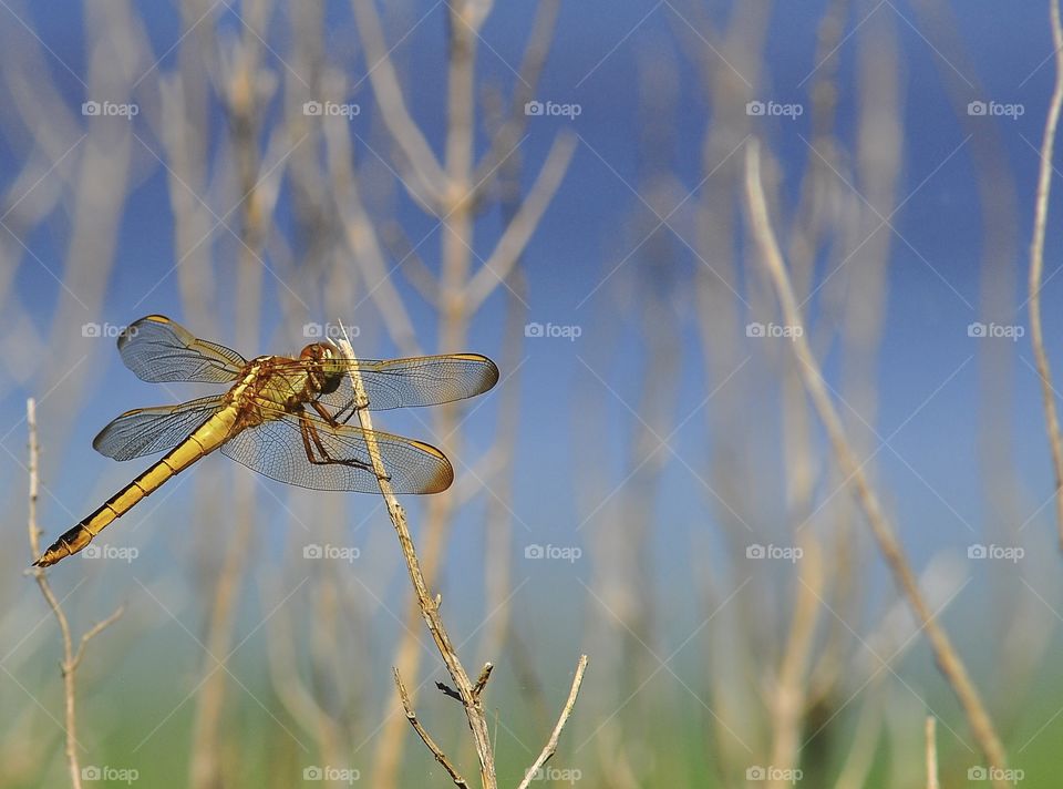 Dragonfly, Insect, Nature, Fly, Animal