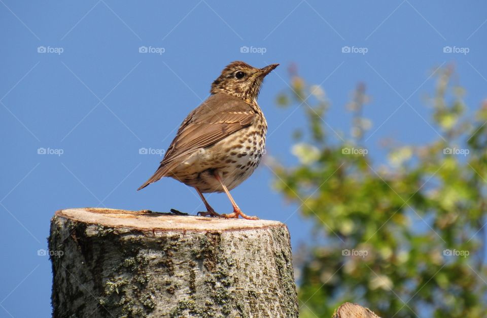 Perched