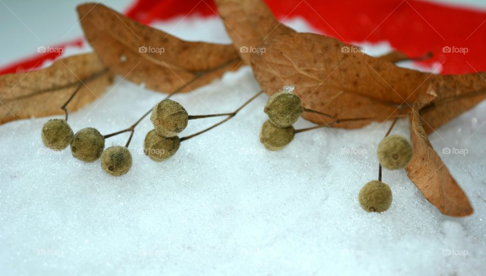 No Person, Wood, Leaf, Food, Still Life