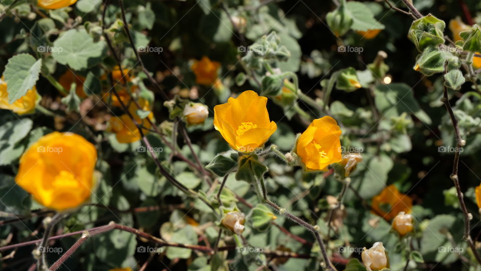 Desert Mallow