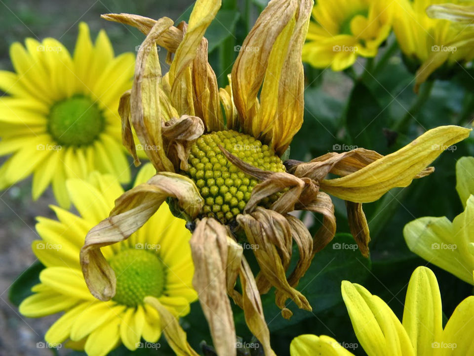 Wilted Yellow flower with great flowers in the background