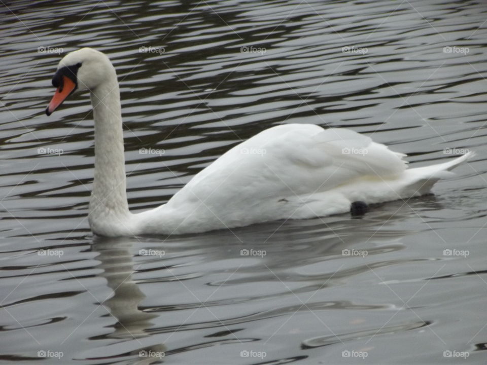 Magestic Swan