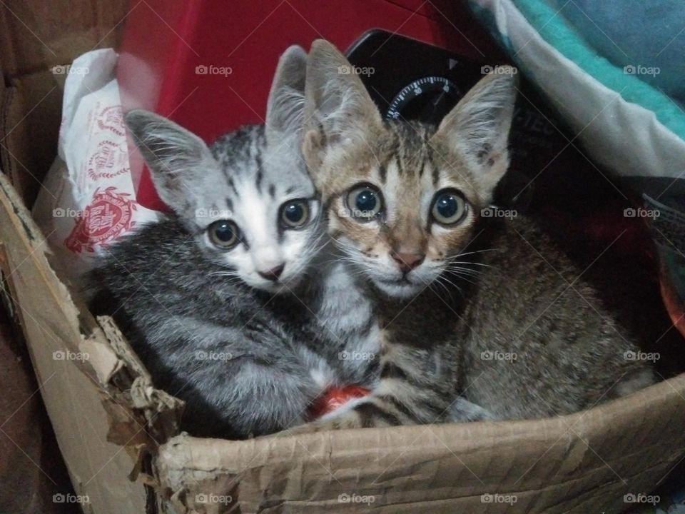 My two kittens looked at me, they are females and sisters, because they couldn't move from their comfortable place, and it was raining outside that night, taken on March 16th, 2023.