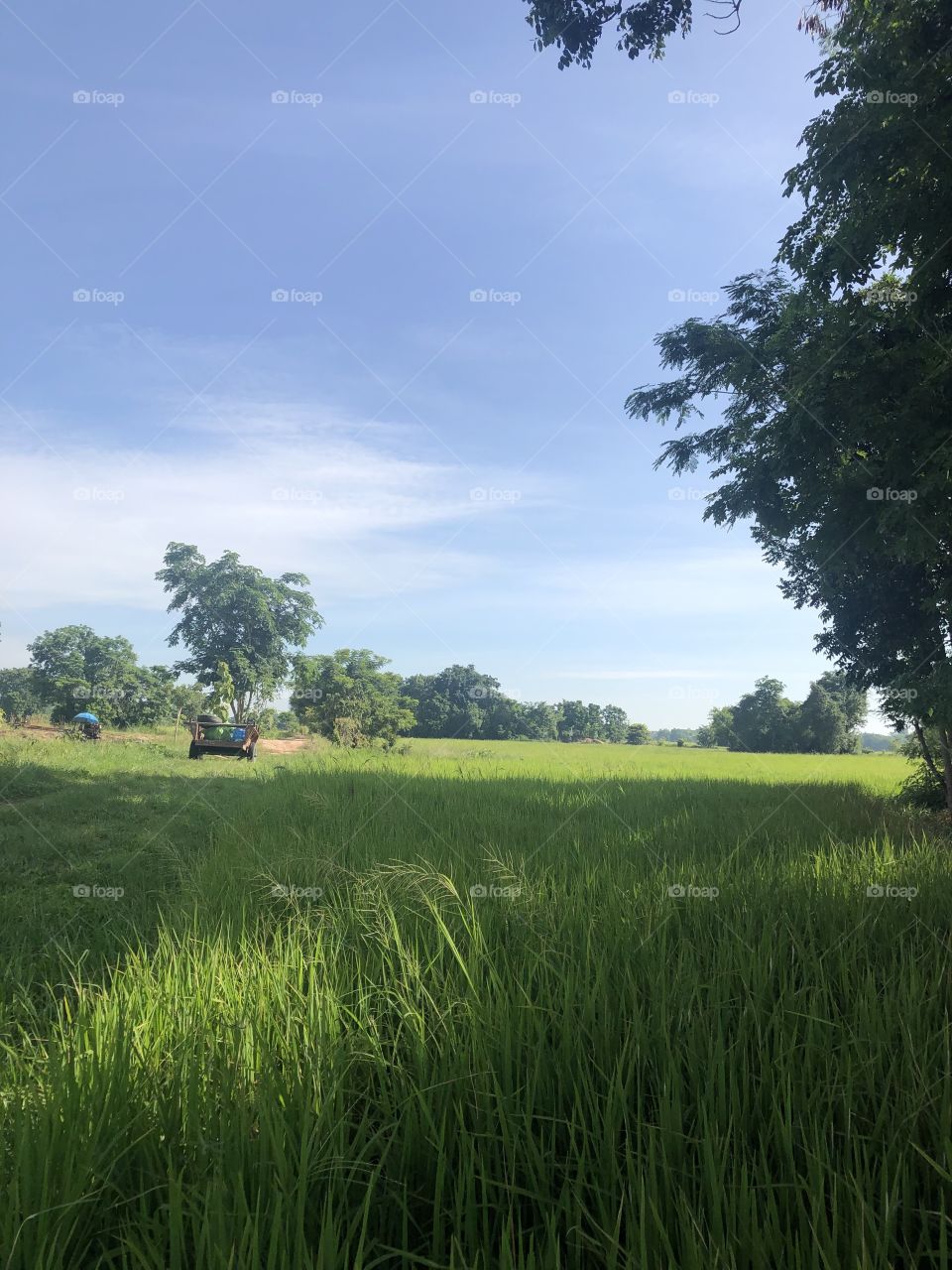 The signs of nature, Countryside ( Thailand 🇹🇭