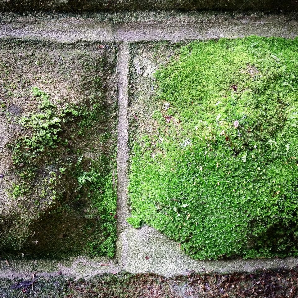 Mossy Stonework. Mossy stonework on an area home.