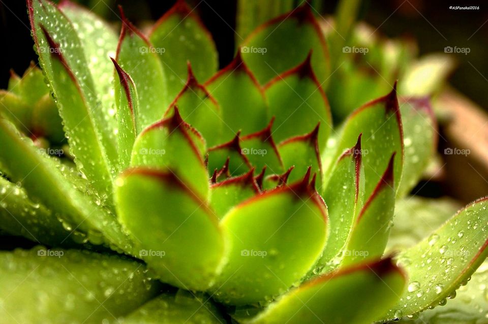 Succulent plant with rain drops. 