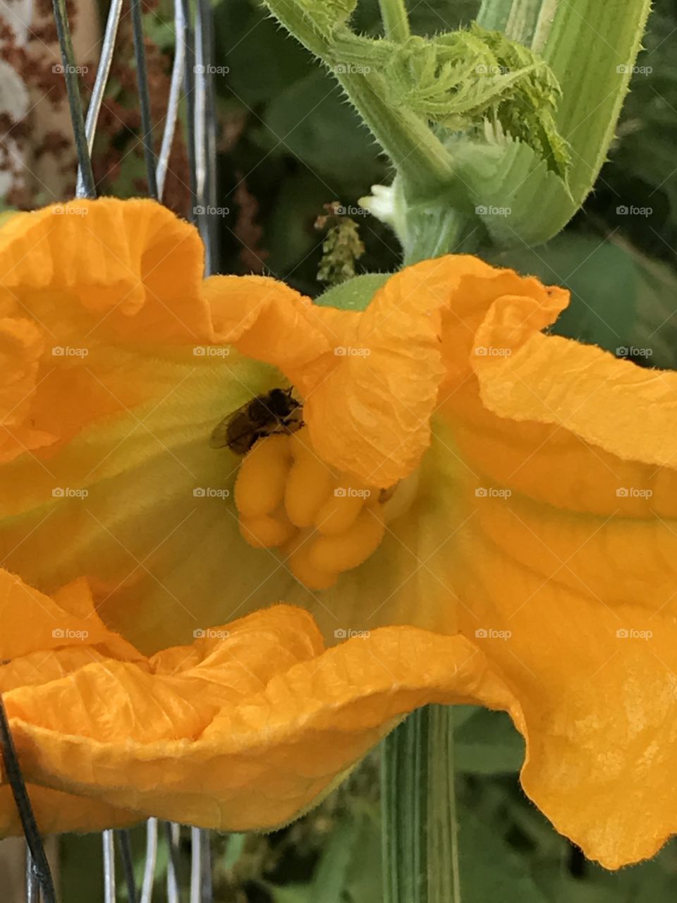 Honey bee hiding in a bright yellow squash blossom while gathering pollen on a summer day