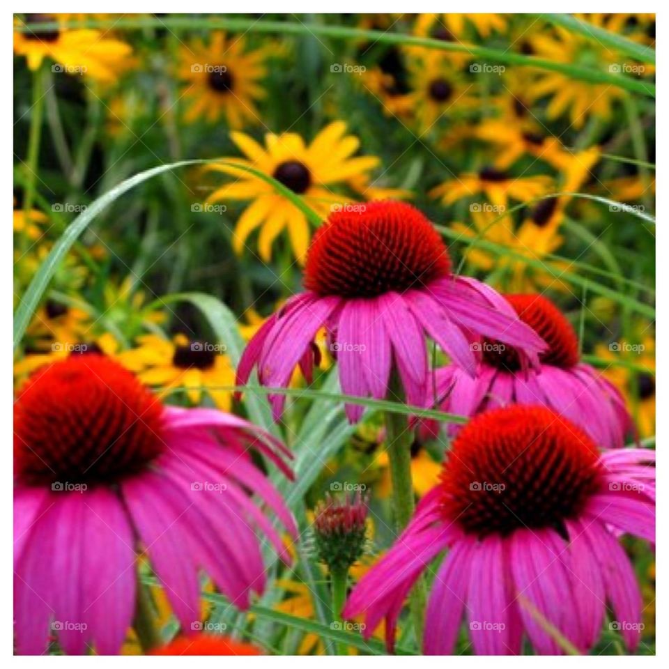 Wildly Colorful Flowers