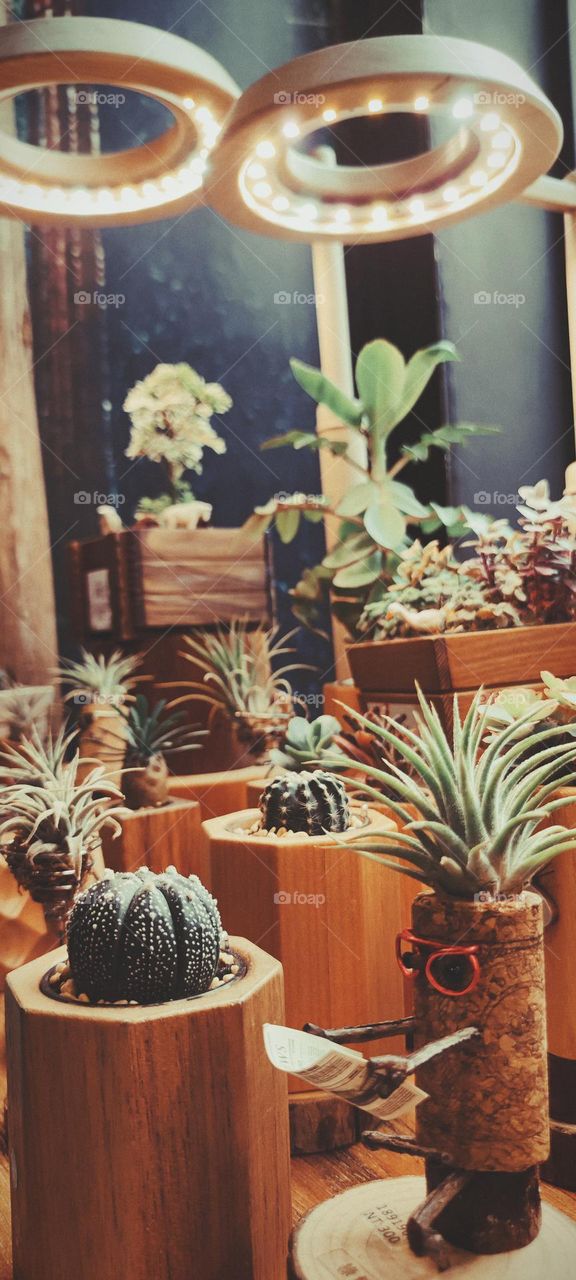 Succulent plants