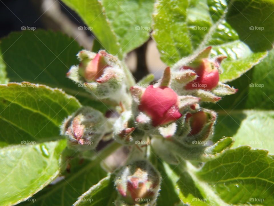Delicate apple blossom