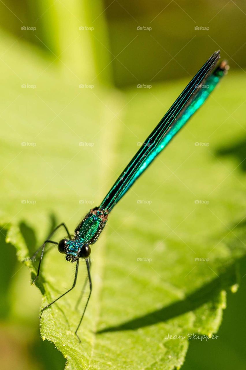 Black Damselfly