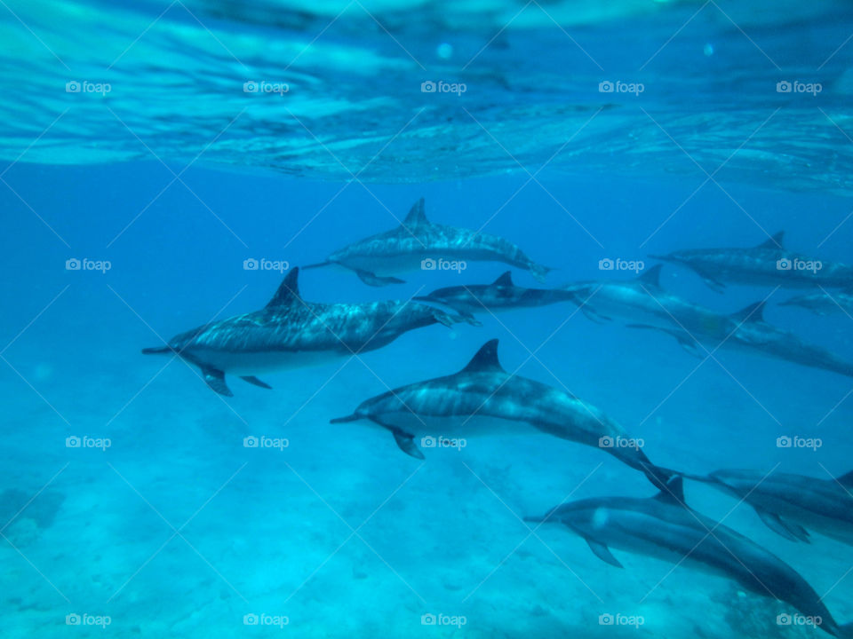 Dolphins . I was lucky enough to experience swimming alongside wild dolphins on a recent trip. Once in a lifetime experience. Magic