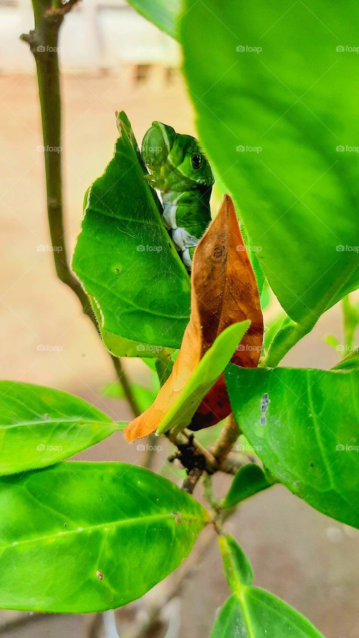 orange caterpillar
