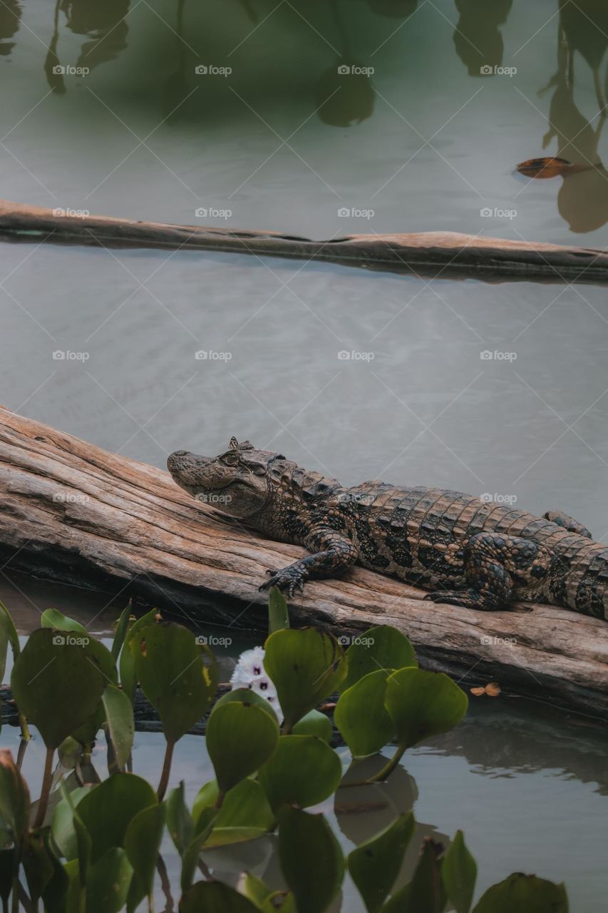 Aligator with a butterfly in his head 