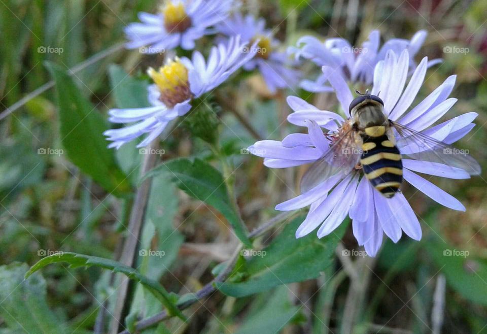 Wildflower & Hover Fly