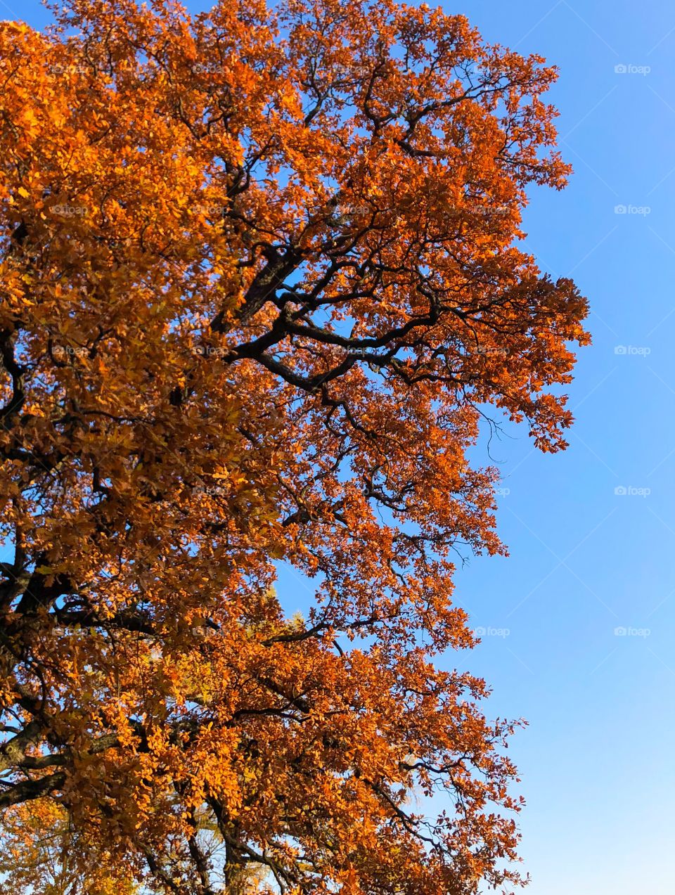Orange oak on the sky