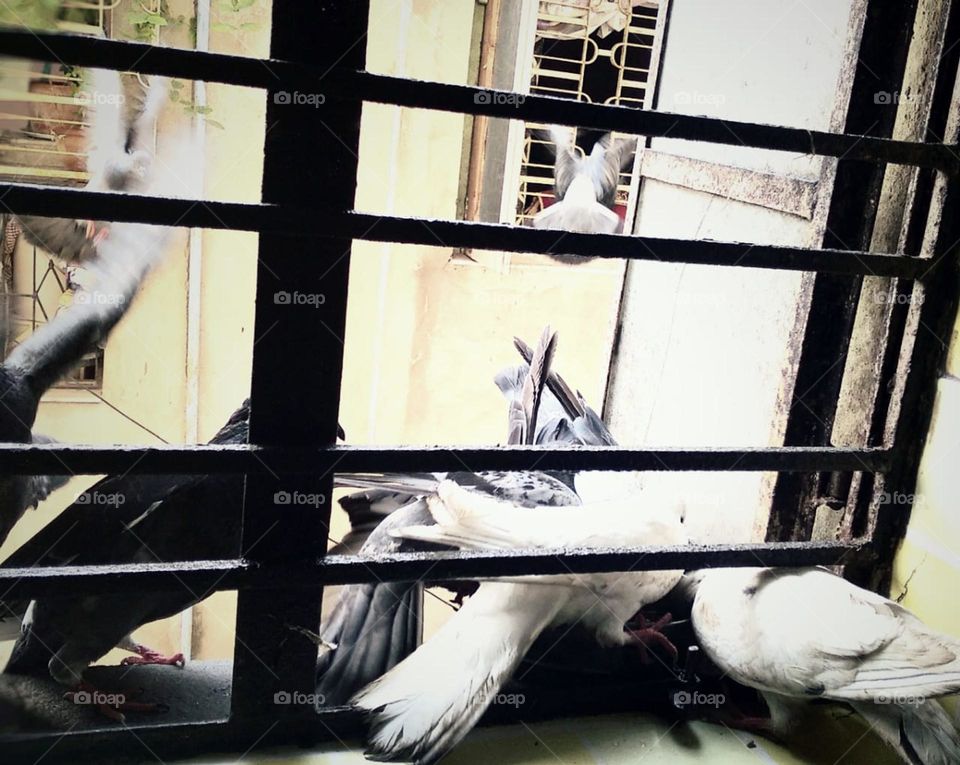 Only pigeon can fight for crumbs they trust Human that's why they came and taken food but can human trust each other 🤔🤔🤔🤨