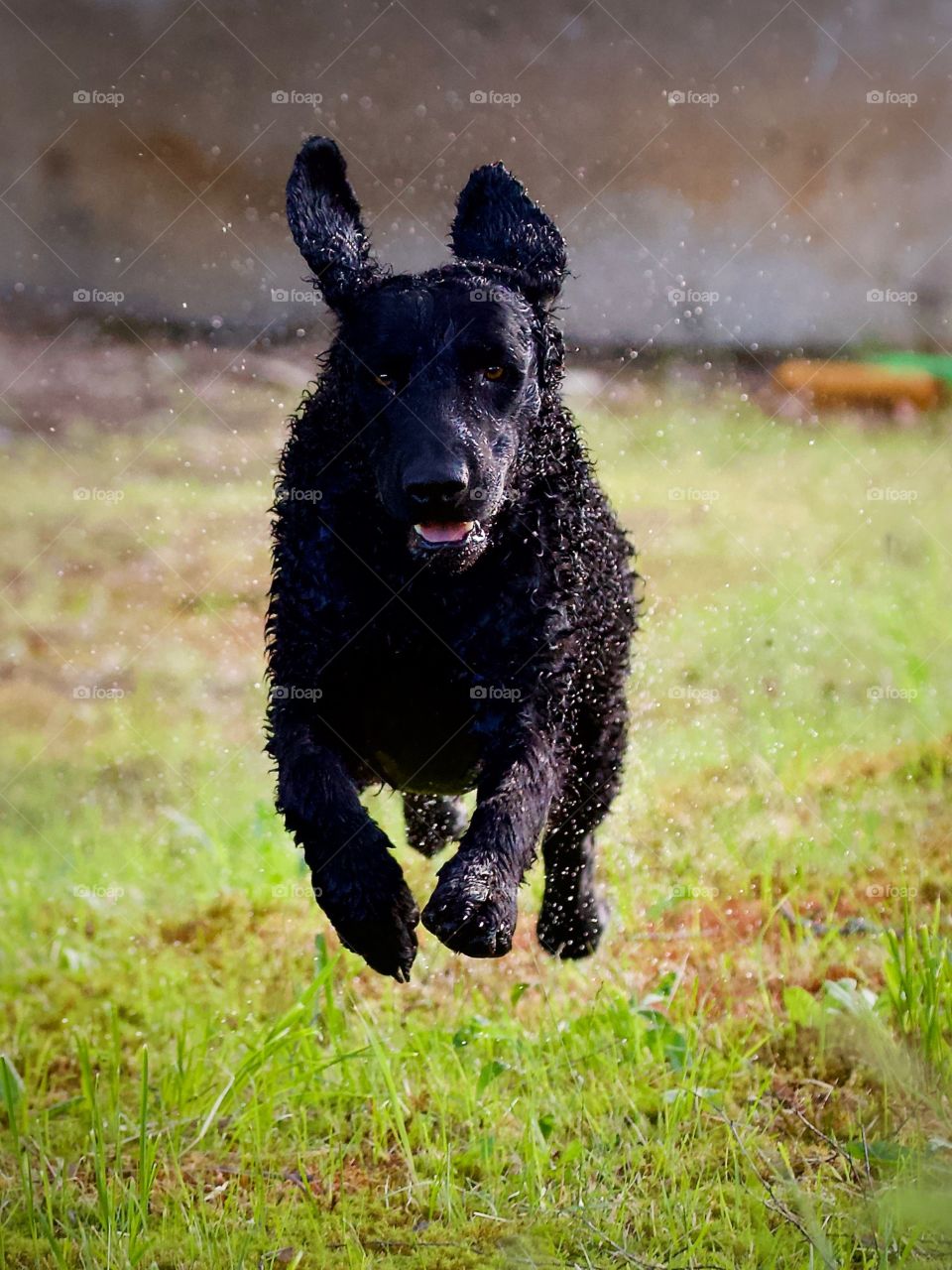 Curlycoated Retriever on the run