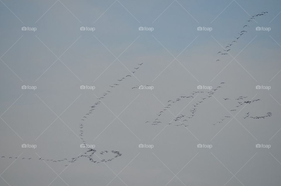 Birds in the sky.