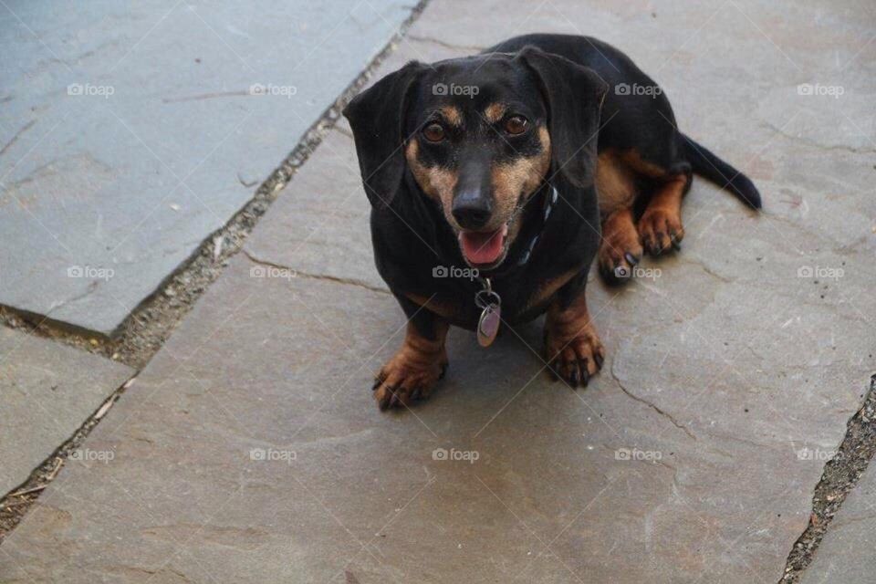 Happy dog in the shade