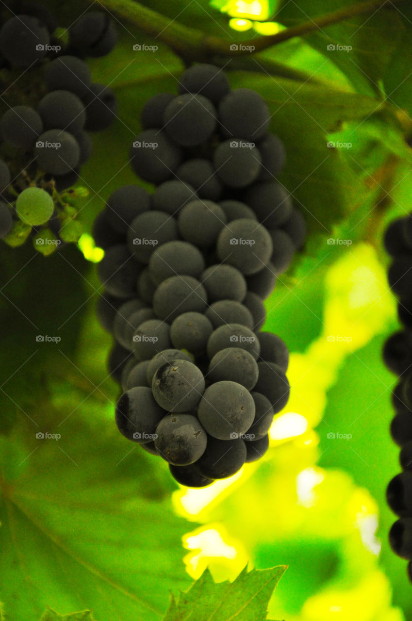 Ripe wild grape