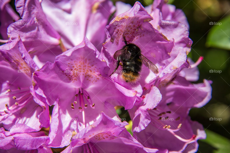 Busy bee in the summer sun 