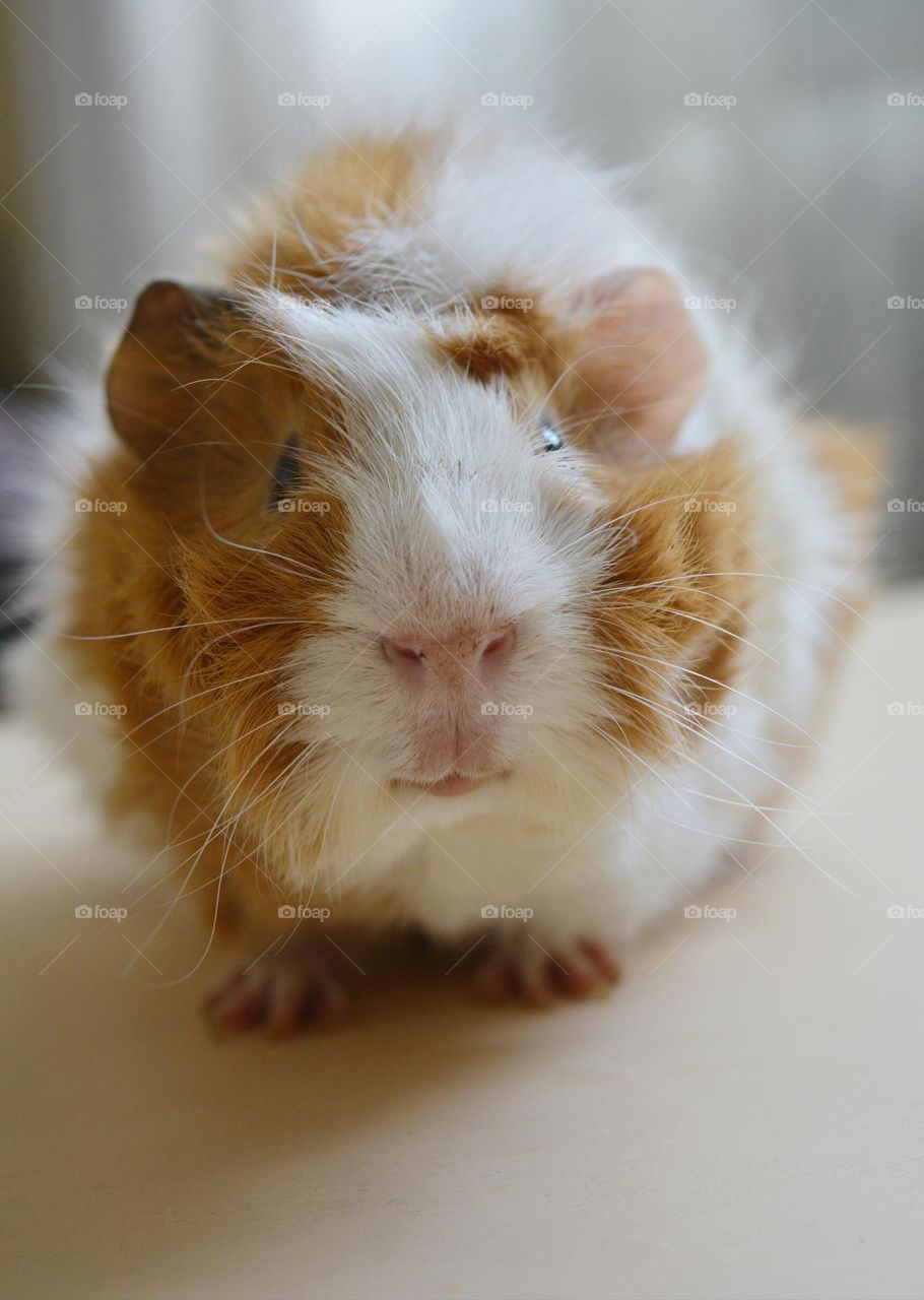 guinea pig beautiful portrait home close up, love pet