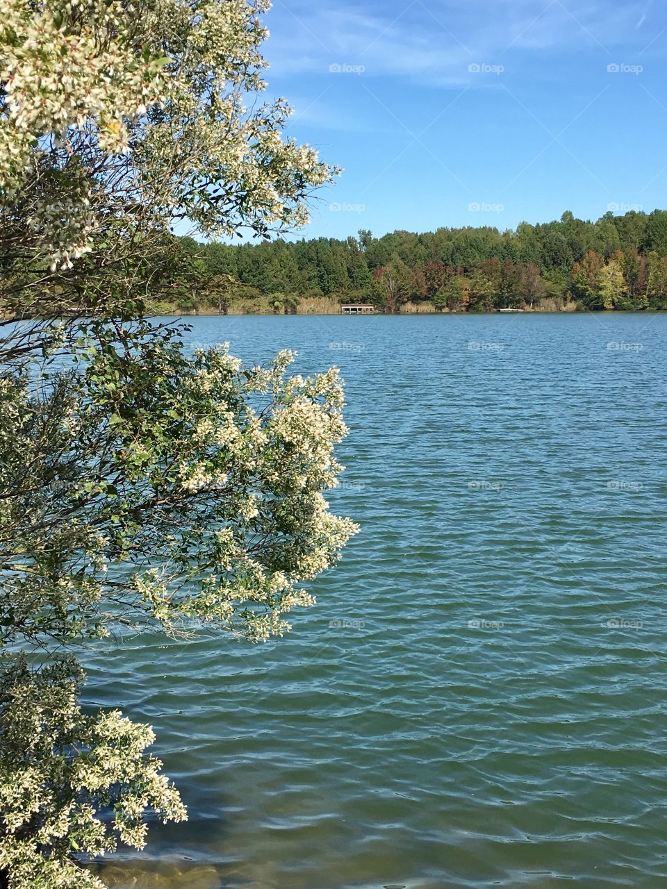 Lake front flowers with fall colors changing on the trees. 