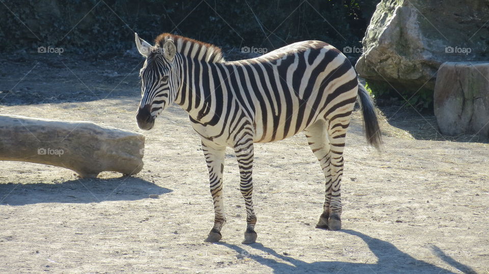 zebra