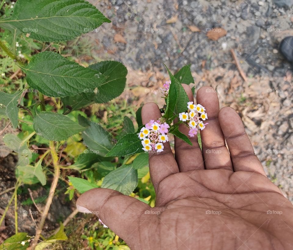 Small colorfull flowers🌸🌺🌼💐