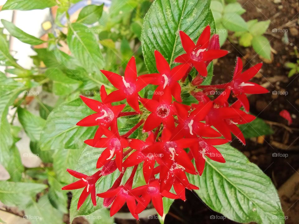 Red flower in Indonesia that is blooming