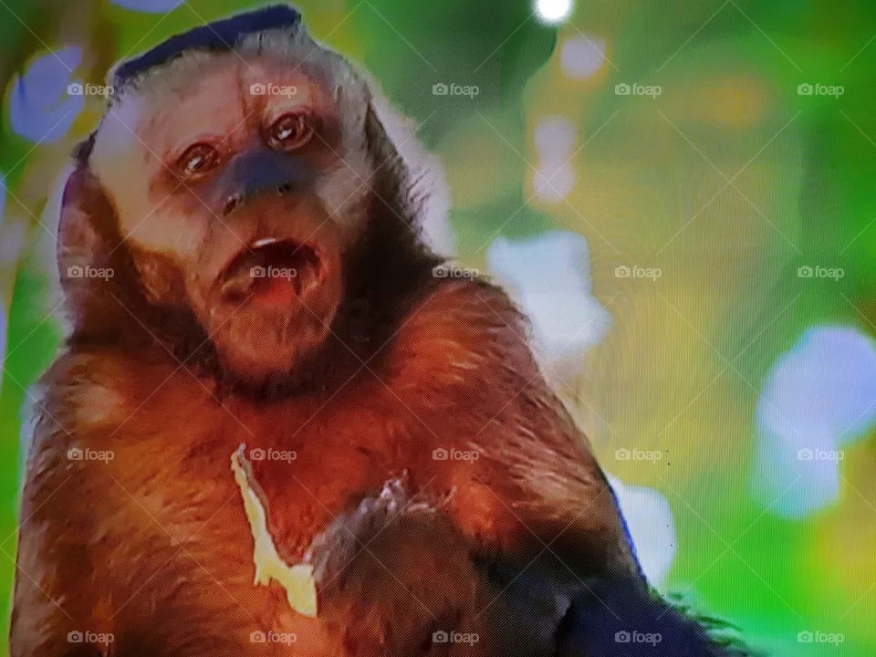 Macaco