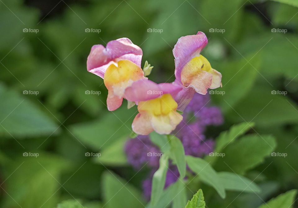 Beautiful purple garden flower 