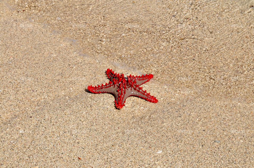 Starfish 