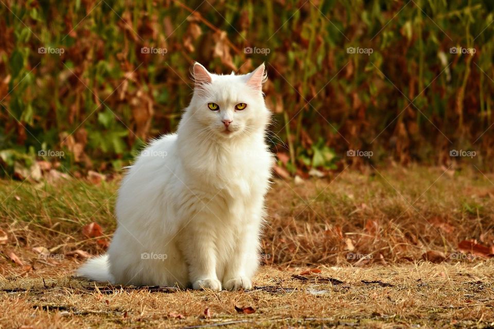 Beautiful and cute cat