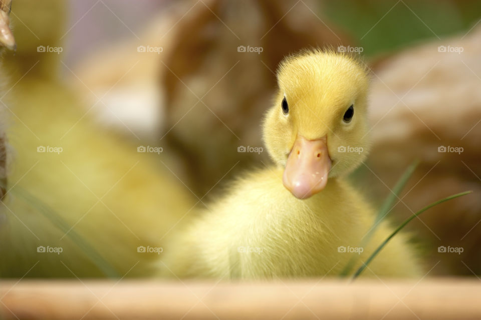 Close-up of duckling